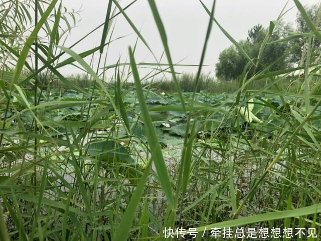 河南省|河南省民权县任庄国家湿地公园快来看,这里的千亩荷花开了