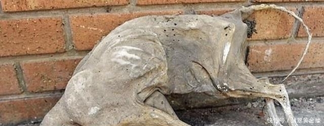  猫咪|猫咪失踪20年，当男子再次找到它时，顿时感觉意外了