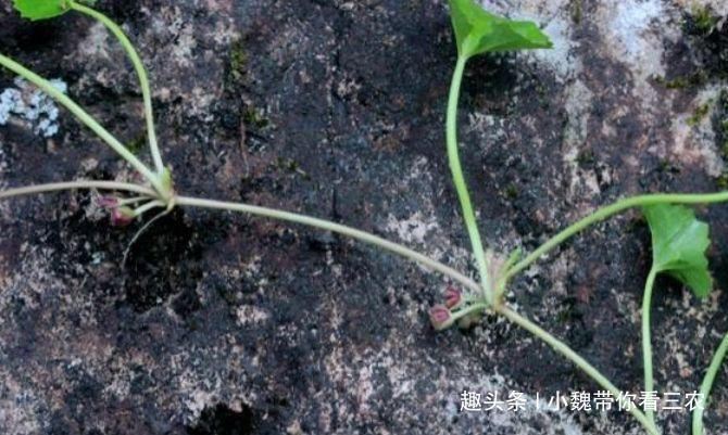  民间|路边一种小草，却是民间的“解暑茶”，今后遇见要珍惜