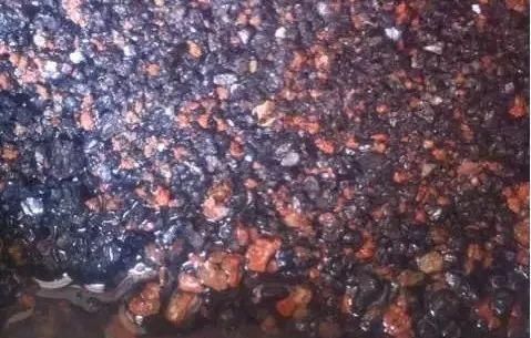 枝头|盆里扔2样东西,养花10年不烂根,叶子油光瓦亮,花苞挂满枝头!