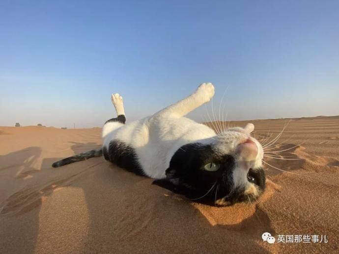  沙漠|霓虹妹子嫁到阿联酋，在5万平米的沙漠＂后院＂里养猫养骆驼?!