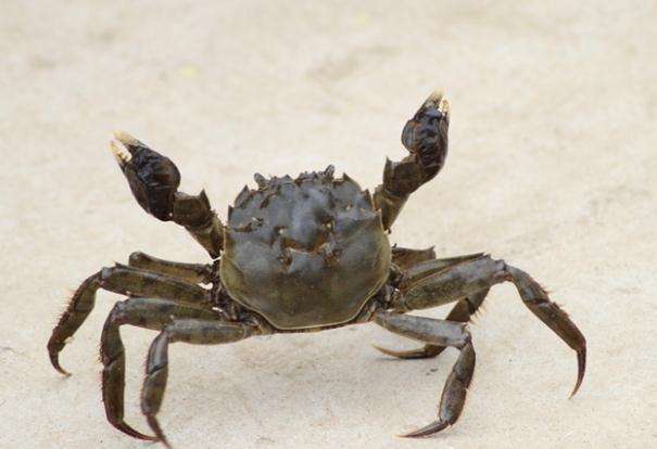 渔民|渔民抓到一只奇怪的螃蟹,外壳软乎乎轻轻一按就陷下去,像个水泡