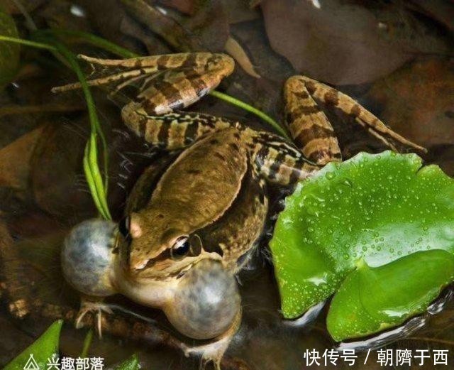  思宏|《听琴曲》-新韵-思宏原创