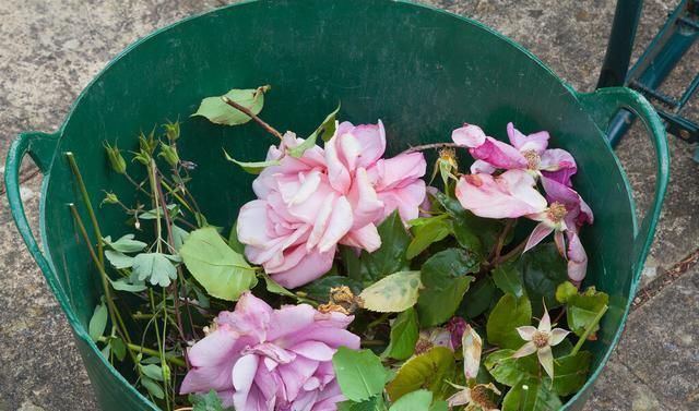  开花|现在养月季，学会这样“伺候”，开花美上天