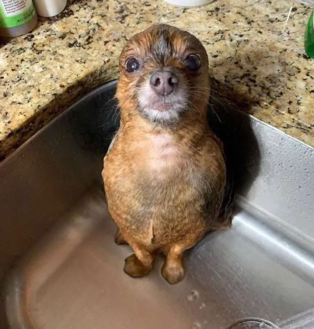  足够|狗狗的日常：只要心态足够好，哪里都是巴厘岛