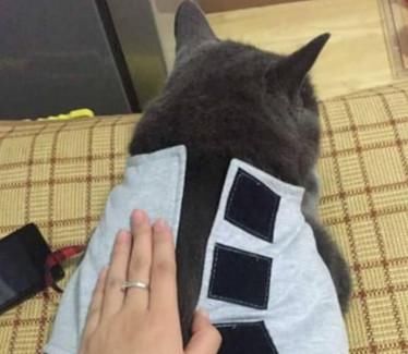 外地|女子被调去外地工作，只好把猫咪交给妈妈，回来后被猫样吓住了