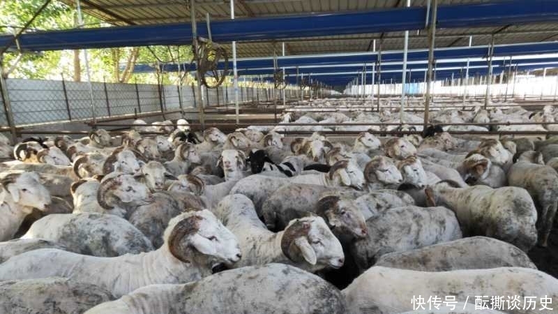 常用药|养羊常用药,记不下来就背顺口溜