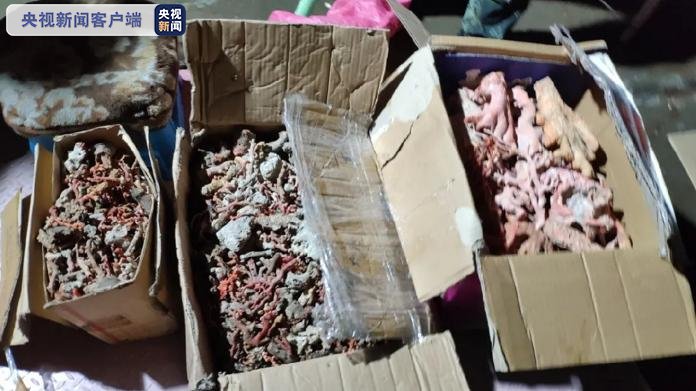 非法|涉案红珊瑚110余公斤案值逾5000万元！福建查获非法猎捕红珊瑚案