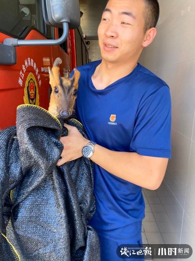 下水道|爱了爱了,消防员救了一头“小鹿”!不不不,那是黄麂