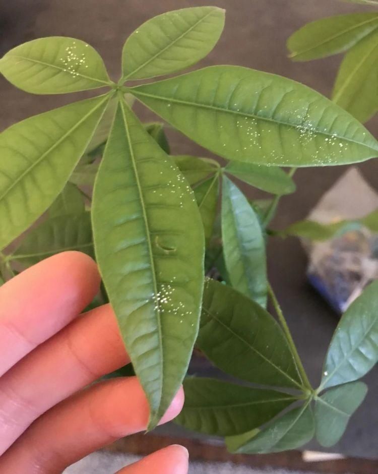  种子|了解发财树那脆弱的根，发现它很容易烂根，但我有解决方法