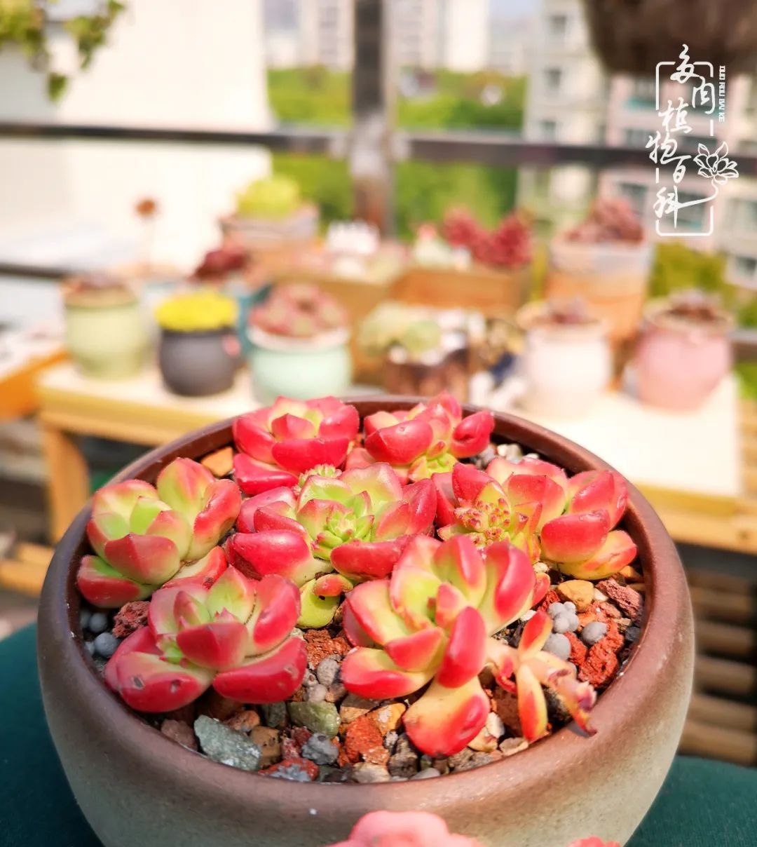  萌化|当粉粉的多肉捧在手心，我体验到了什么叫“萌化了心”