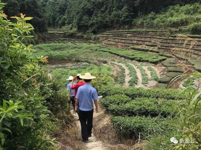 乡镇|【速看】安溪这个乡镇开展统一清查行动了！