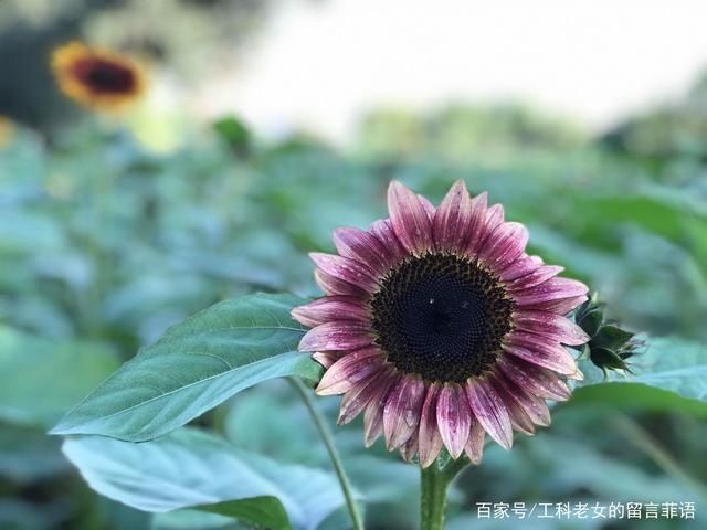 葵花|沈阳花讯通知：朵朵葵花向阳开