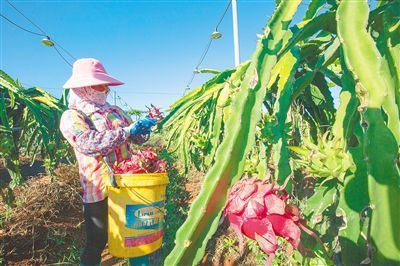 红明农场公司|海垦土货变身上海滩“佳果” 16吨柚子、木瓜和火龙果亮相上海高端商超