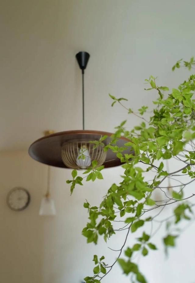  吊钟|她们的家，美得很让人种草