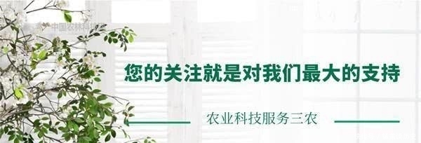 食材|吃可爱多长大的樱桃萝卜，小仙女们必备的健康食材哦