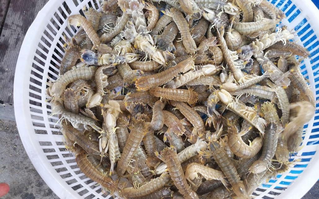 海鲜|酒店带鱼268一斤,菜市场便宜只要15,梭子蟹长大点50一斤