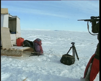  合法|有钱人花上33万，就可以在加拿大合法杀死一只北极熊