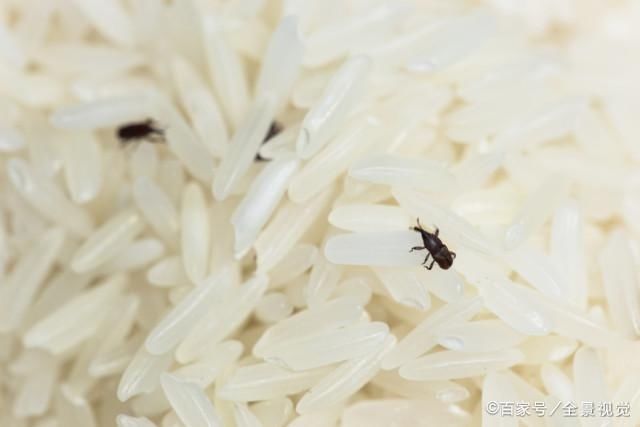  储存|家中大米如何储存才不生米虫？教你5个小妙招，再也不担心长米虫