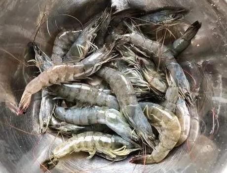  不对|清水煮大虾，直接下锅煮是不对的，教你1招，虾肉弹牙爽滑无腥味
