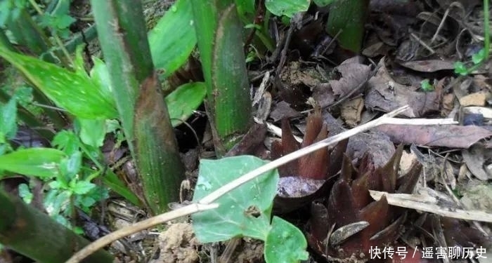 野菜|农村遇见这种野菜,摘叶就好别再拔根了,当今价值比较珍贵!