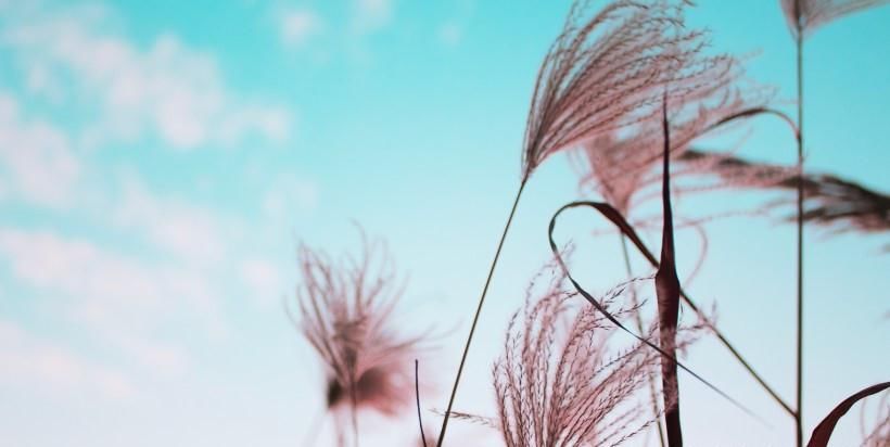 生肖马|9月，桃花运旺盛，爱情来临，难舍难分的四大生肖