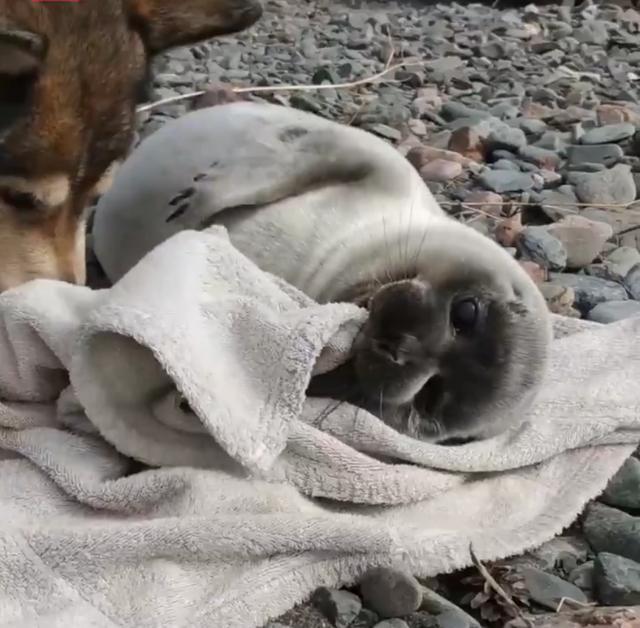可爱|海豹宝宝闯进小村落,狗妈妈主动把它当孩子照顾!这组合太可爱了