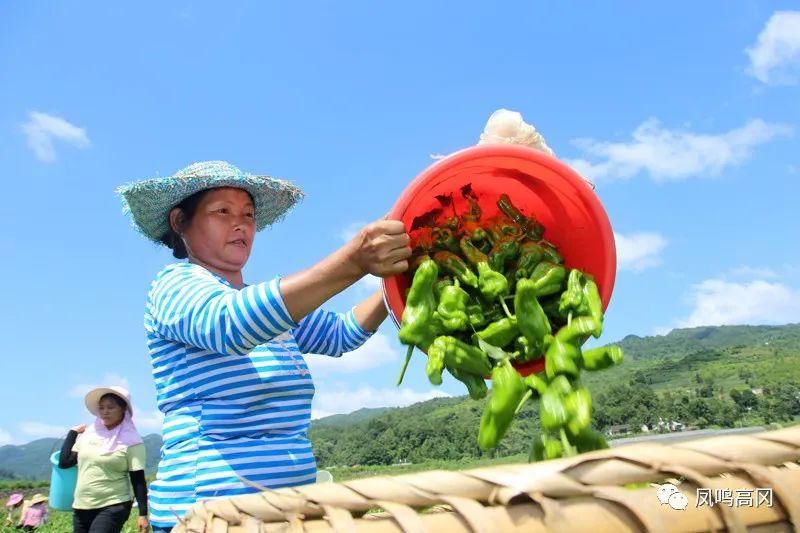 辣椒|蜂岩：1.5万亩辣椒喜获丰收