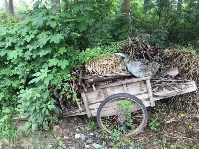  玉米地|东明老家玉米地里看到的一幕，令人......