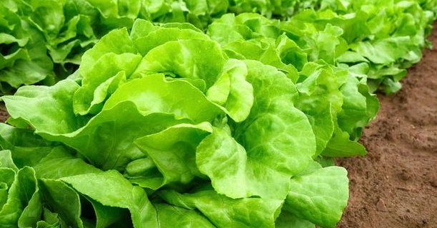  蔬菜|露地蔬菜生产的田间管理技术，你了解多少，不妨看看