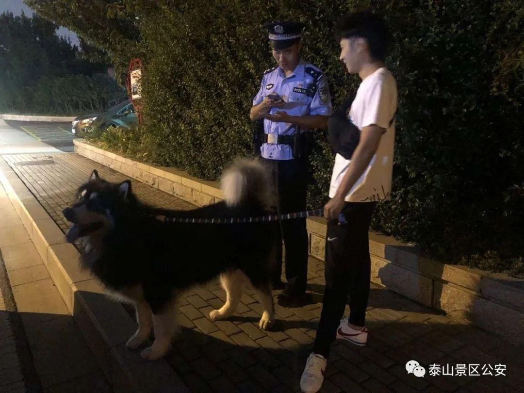 养犬行为|景区：整治“不文明养犬”景区分局一直在行动