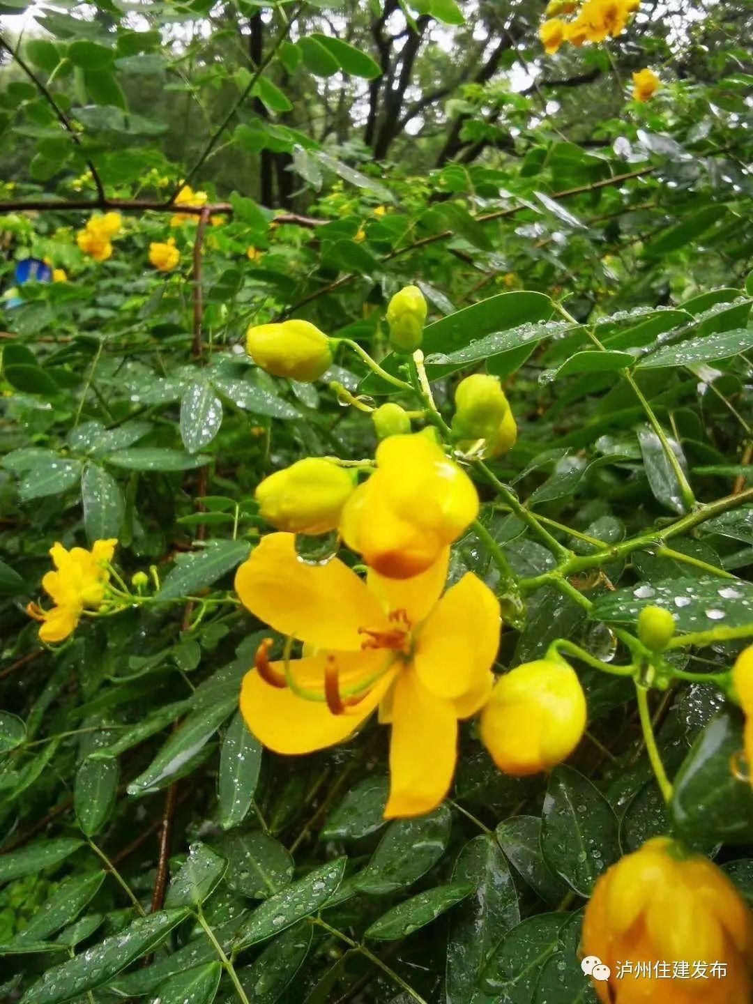 黄花|十月花事｜黄花槐盛情不衰点亮一城秋色