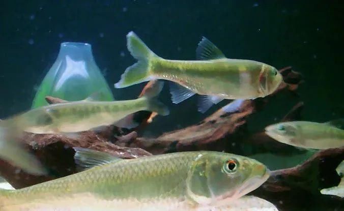  环境资源|非法捕捞？拘！捞了3斤鱼，判刑7个月！