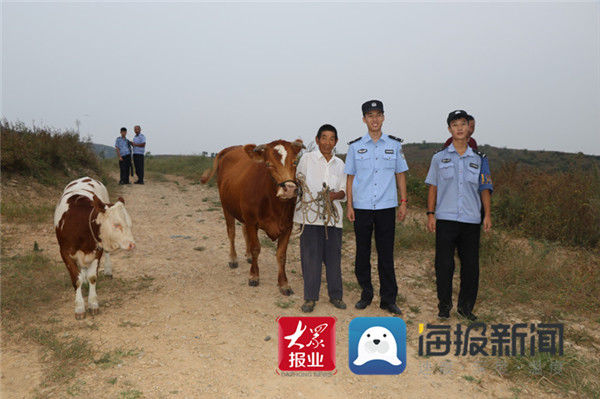 民警|民警两小时侦破田间耕牛“被盗”案