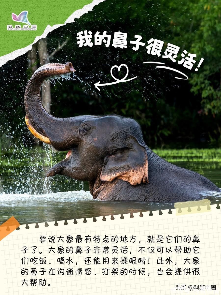 比大熊猫还珍稀的10种动物(比大熊猫还珍稀的动物，竟然是它？)