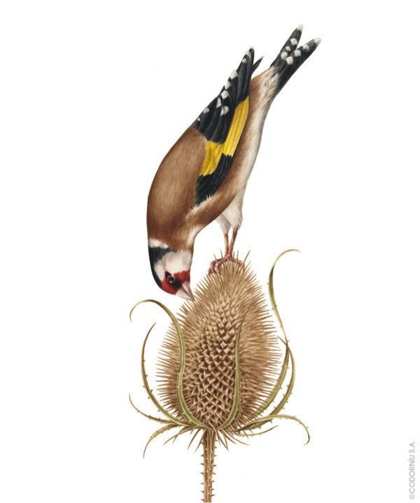  全职|一位全职妈妈喜欢疯狂画画，教你画水彩花卉