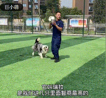  集体|狗狗集体探望消防员，反被【强制仰卧起坐】锻炼，网友笑喷