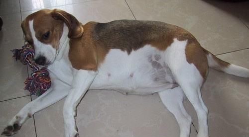 狗狗|狗为什么走一会就尿一次呢？