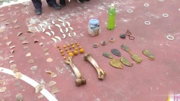 境管理支队|虎骨、虎牙等一批濒危野生动物制品被查获