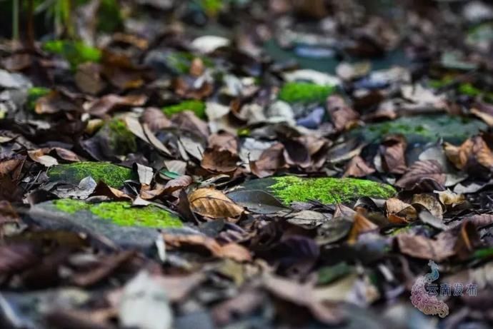 普洱|一天一点普洱穿行千年茶马古道,尽览五朝普洱风云