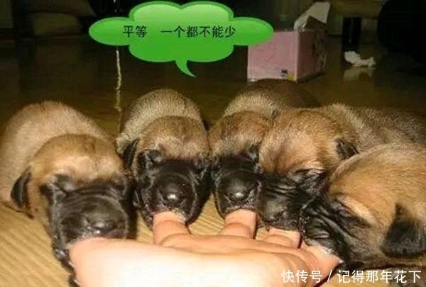  搞笑|搞笑图片幽默段子笑话：刚买的汽车质量也太差了吧，也是无语了呢