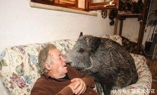  偶遇|大爷偶遇野猪并救下，三年后，野猪发生了很大变化