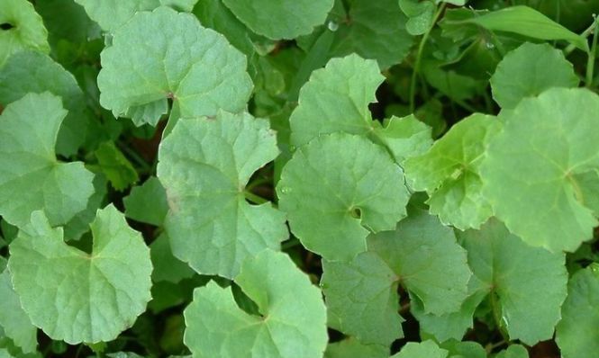 野菜|农村地里有几种的野菜，随处可见，营养丰富，价值不输药材