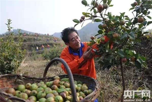  油茶种植|河南桐柏：有机油茶遍山岗山区农民喜洋洋