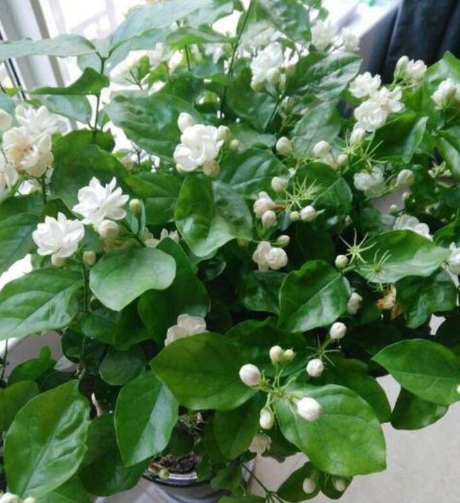 家里|3种花很耐养,家里养一盆,招财纳福好运来,日子越过越红火