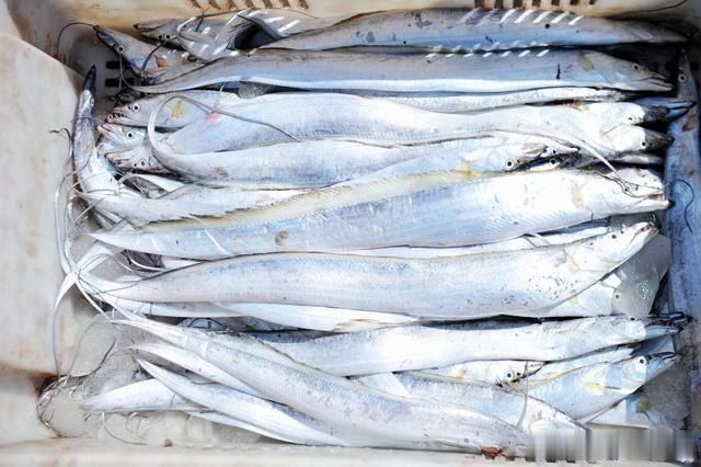 开海|开海后大渔船回来 海鲜堆满码头 价格比禁渔期便宜不少