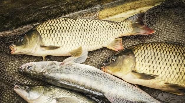  尿酸|38岁男子，尿酸高达820，确诊肾衰竭，这种饮品不能当水喝