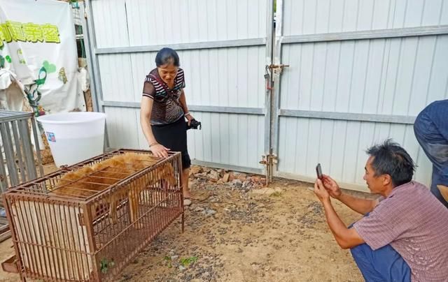 出场|记者深入调查:楚雄市被抓的流浪犬哪去了?
