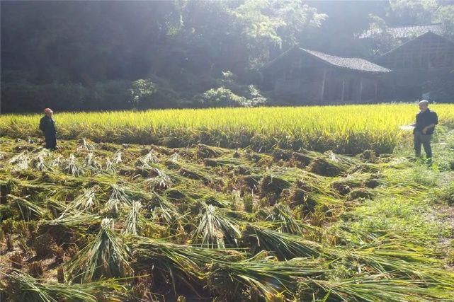  龙山|久雨终逢晴，龙山多地开启抢收水稻模式