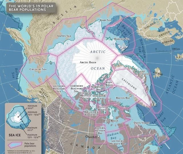  合法|有钱人花上33万，就可以在加拿大合法杀死一只北极熊